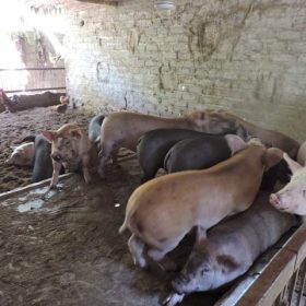 Kỹ thuật làm đệm lót sinh học trong chăn nuôi heo (lợn)