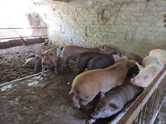 Kỹ thuật làm đệm lót sinh học trong chăn nuôi heo (lợn)