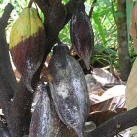 bệnh thối trái trên cây cacao