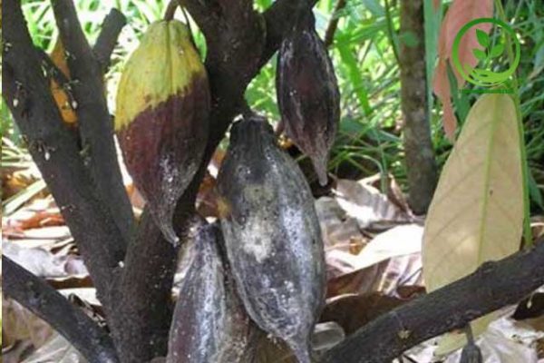 bệnh thối trái trên cây cacao