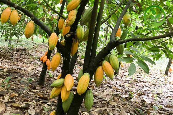 cách trồng và kỹ thuật chăm sóc cây cacao