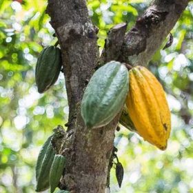 cách trồng và kỹ thuật chăm sóc cây cacao