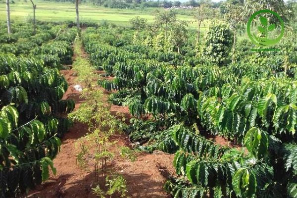 Kỹ thuật trồng xen cây cà phê
