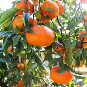 Kỹ thuật trồng chăm sóc và thu họach cam