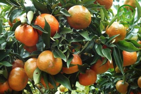 Kỹ thuật trồng chăm sóc và thu họach cam