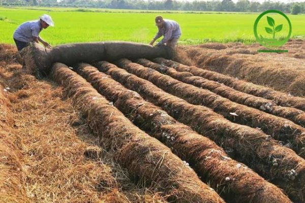 Quy trình trồng nấm rơm