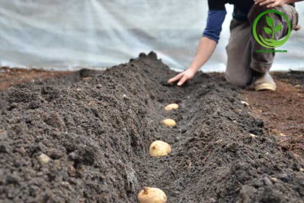 Cách trồng khoai tây đúng kỹ thuật