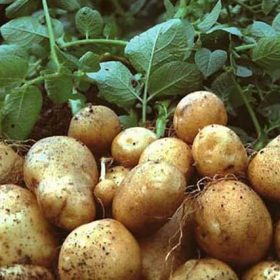 Kỹ thuật trồng và chăm sóc cây khoai tây