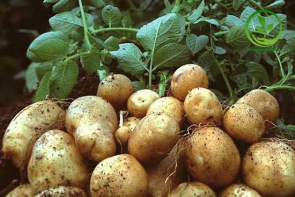 Kỹ thuật trồng và chăm sóc cây khoai tây