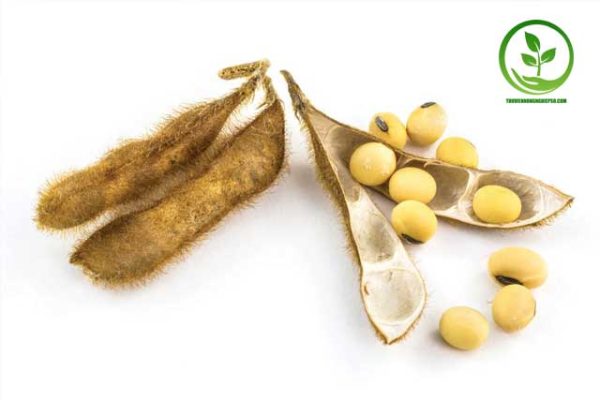 Quả và hạt cây đậu tương