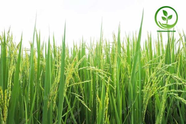 Đặc điểm sinh học và yêu cầu sinh thái của cây lúa