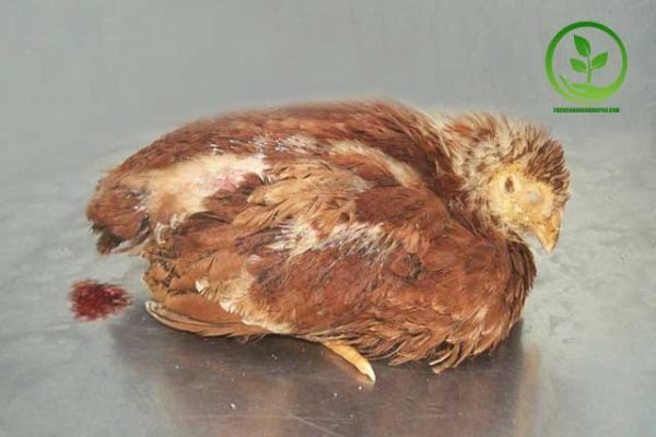 Biểu hiện bệnh cầu trùng ở gà