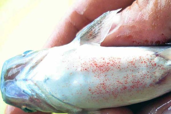 Phòng trị bệnh nhiễm khuẩn trên cá