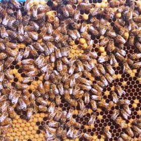 Bệnh thối ấu trùng ong