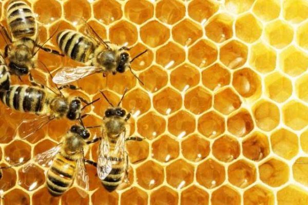 Điều trị bệnh thối ấu trùng ở ong